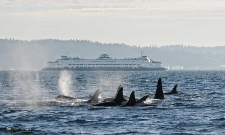 orca-watching-from-ferry